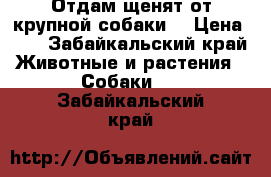 Отдам щенят от крупной собаки  › Цена ­ 1 - Забайкальский край Животные и растения » Собаки   . Забайкальский край